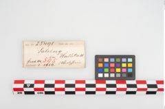 Etikett zu Schleifstein (NHMW-PRAE-025498)